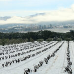 La nevada, aquest matí, als entorns de Poblet. (Foto: Ferran Lozano)