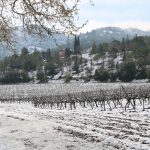 El nucli de les Masies, des de les vinyes de Poblet. (Foto: Ferran Lozano)