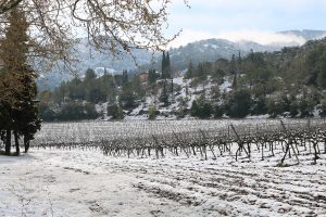 El nucli de les Masies, des de les vinyes de Poblet. (Foto: Ferran Lozano)