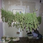 170711-NdP-065-RPCT-V-Mossos-marihuana-Vilaverd-02 (1)