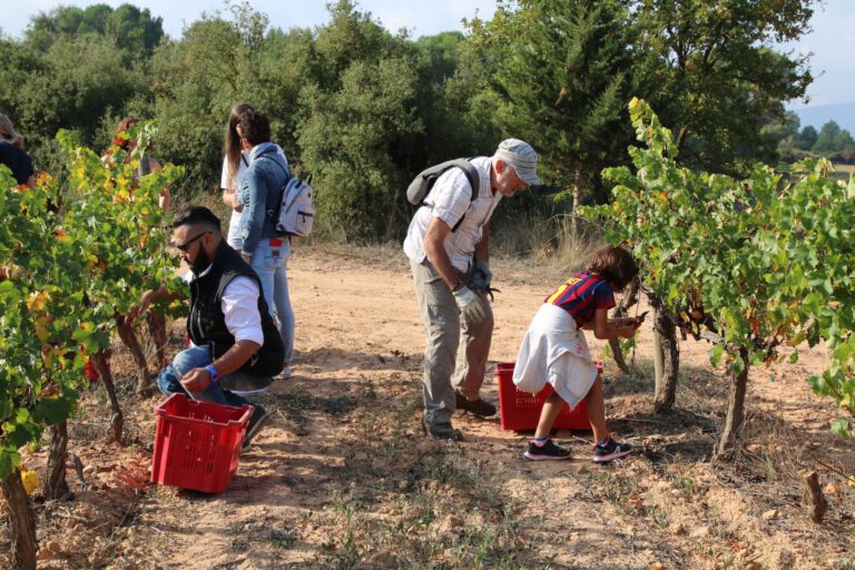 El celler Vins de Pedra converteix la verema en una activitat turística
