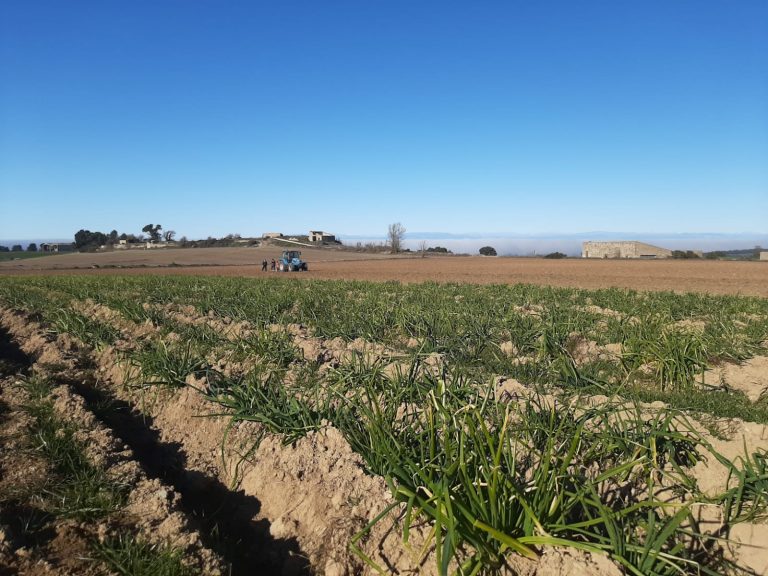 L’All de Belltall es prepara per a una bona producció amb un miler de forcs